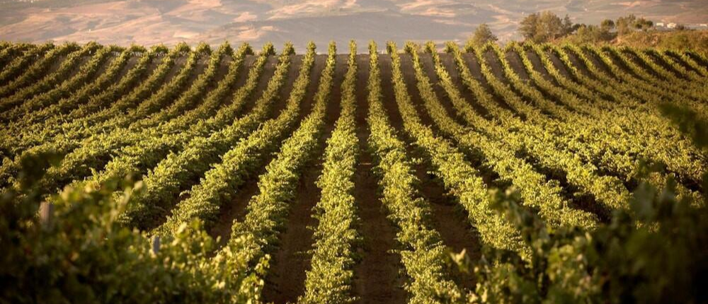 Viñedos en La Rioja cerca de hotel en Casalarreina