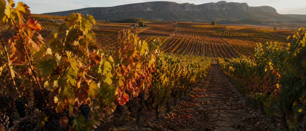 La vendimia en un hotel con encanto en La Rioja